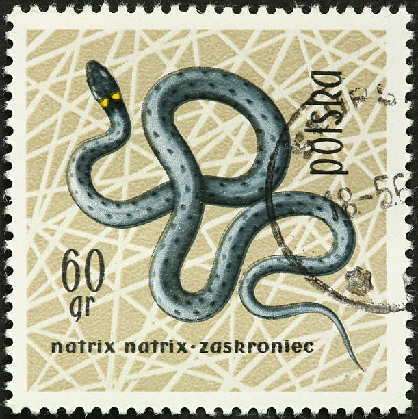 istock European grass snake on a Polish postage stamp 183870618