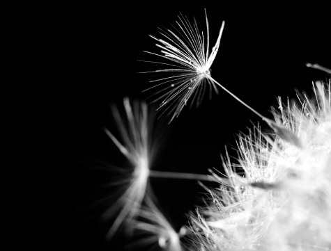 white dandelion in black background.