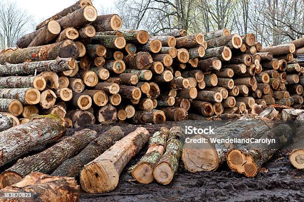 Pila De Registros De Corte En Madera Foto de stock y más banco de imágenes de Agricultura - Agricultura, Aire libre, Anillo de árbol