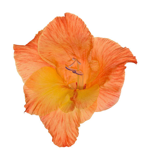 czerwony i pomarańczowy kwiat na białym mieczyk - gladiolus orange flower isolated zdjęcia i obrazy z banku zdjęć