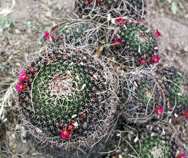 nadelkissen cactus - sonoran desert cactus flower head southwest usa stock-fotos und bilder