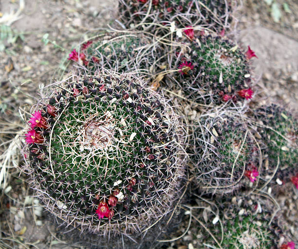 подушечка для булавок кактус - mammillaria cactus стоковые фото и изображения