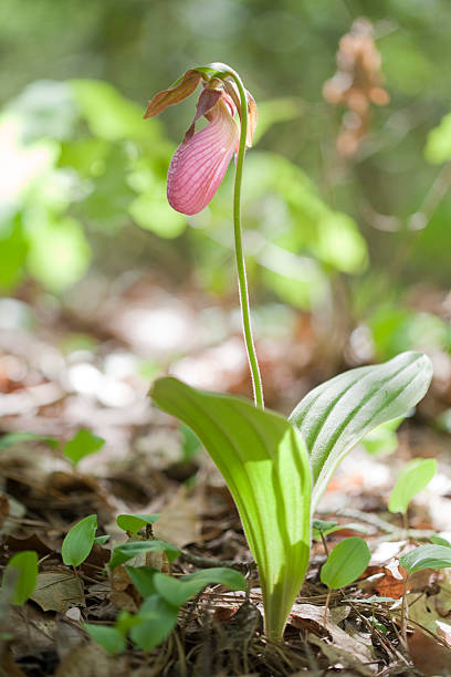 istock Pink Lady Slipper Orchid, Cypripedium acaule 183870906