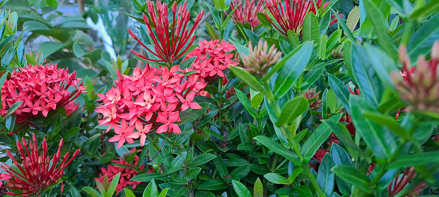 Beautiful Red spike flower. King Ixora blooming (Ixora chinensis). Rubiaceae flower.Ixora flower. Ixora coccinea flower in the garden.