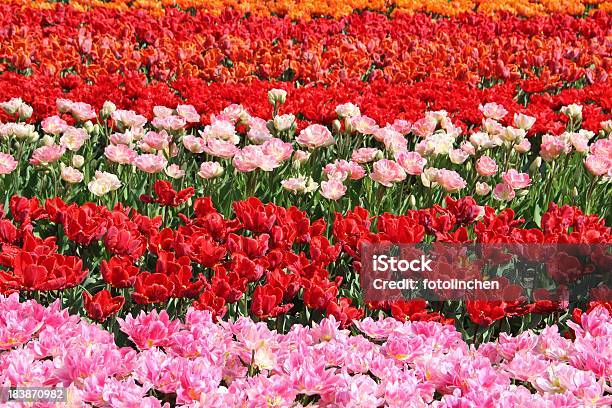 Schönetulpenfeld Stockfoto und mehr Bilder von Blume - Blume, Blumenbeet, Blütenblatt