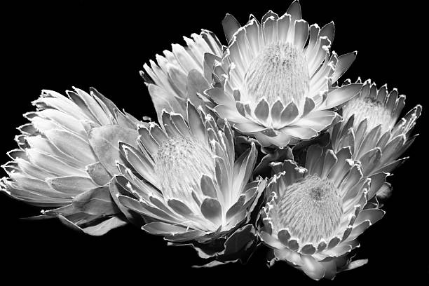 istock Black and WHite of Exotic Flowers 183871177
