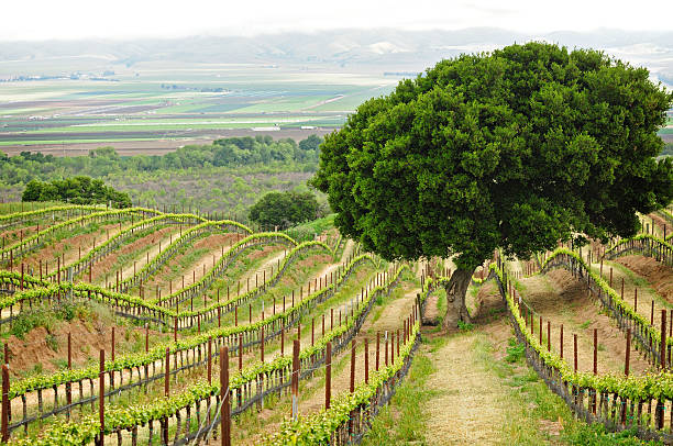 Wine Country View with a tree stock photo