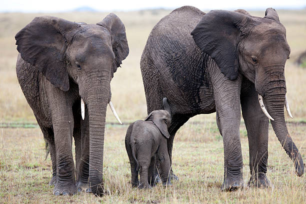 istock Elephants with baby, Masai Mara, Kenya 183871557