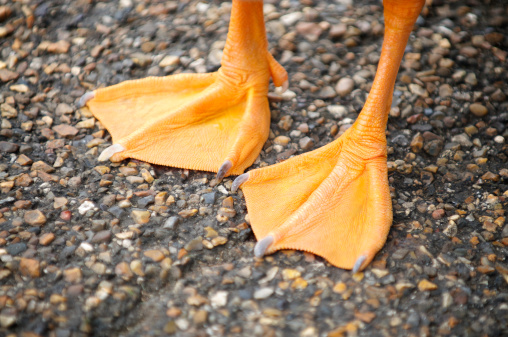 Pair of bright orange webbed feet from an unrecognizable bird stand on textured stone background