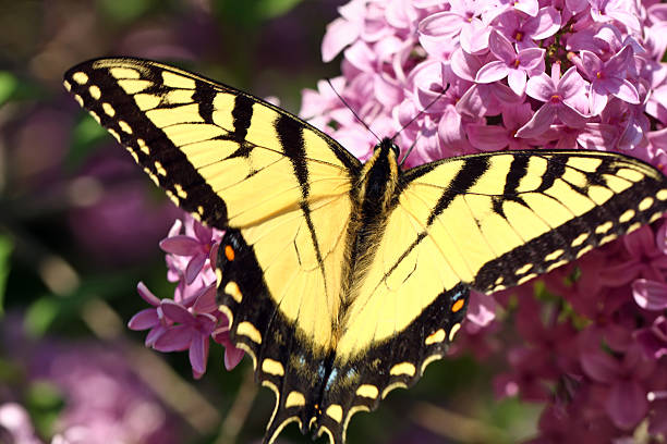istock Tiger Swallowtail Close-up 183871635