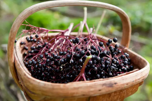 Basket trug containing freshly harvested hedgerow Elderberries (Sambuca Nigra). Elderberry extract has proven medicinal qualities and is used to treat flu.