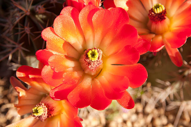 ouriço-cacheiro flores de laranja brilhante - flower cactus hedgehog cactus desert - fotografias e filmes do acervo
