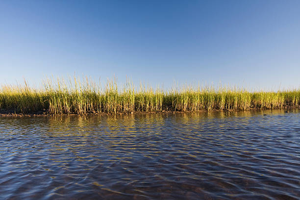 istock Water, green grass and blue sky 183871811