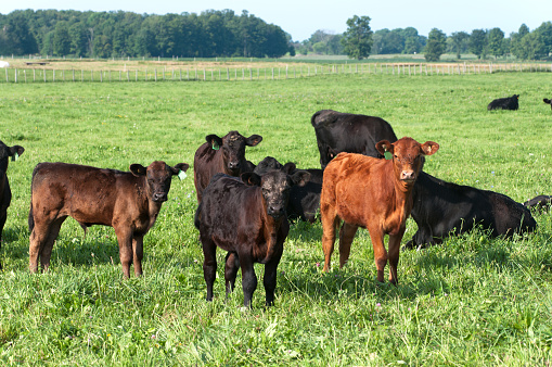 Rural background image of field full of cows, calves, and a bull, with faces covered in flies, in spring. 