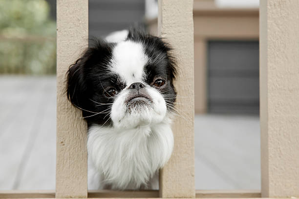 Photo of a Japanese Chin dog poking her head between a fence railing with a sad look on her face, as if asking to let her out to play.