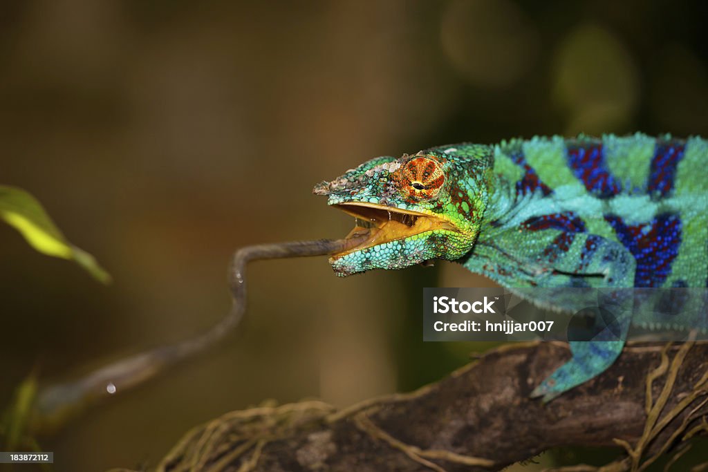 Chameleon striking snatching some food A chameleon sticking out it's tongue to catch food Animal Mouth Stock Photo