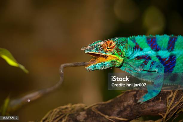 Chameleon Striking Snatching Some Food Stock Photo - Download Image Now - Animal Mouth, Chameleon, Animal