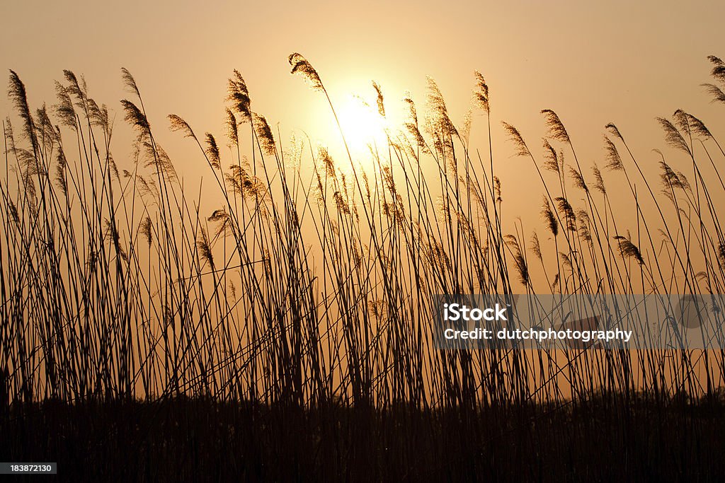 Tramonto con una silhouette di reed. - Foto stock royalty-free di Agricoltura