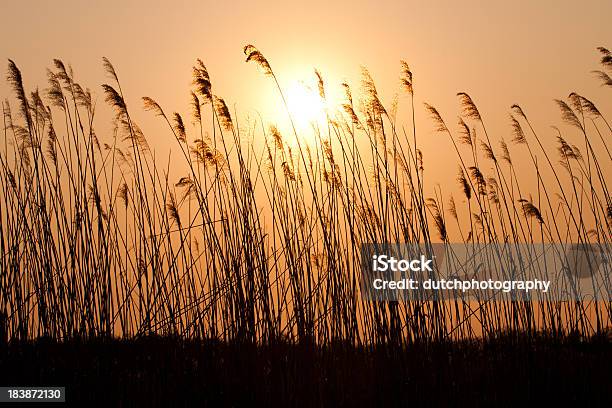 Tramonto Con Una Silhouette Di Reed - Fotografie stock e altre immagini di Agricoltura - Agricoltura, Ambientazione esterna, Arancione