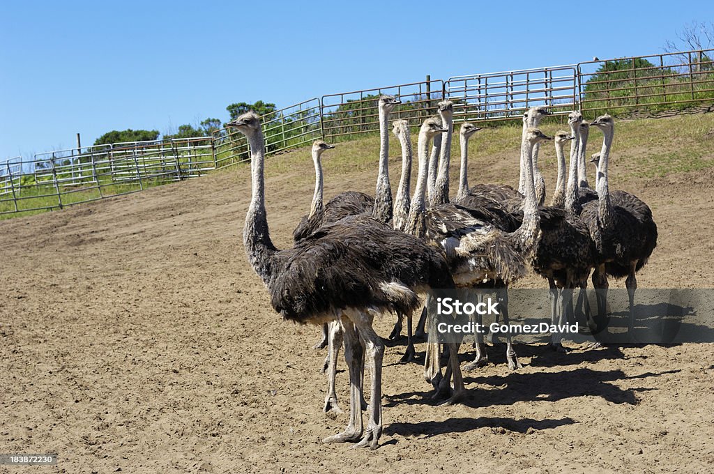 Strauß Flock in Ranch Pen - Lizenzfrei Farbbild Stock-Foto