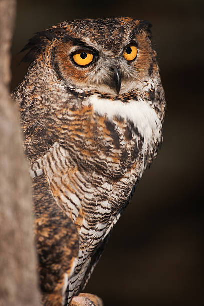 istock Great horned owl roosting in a maple. 183872232