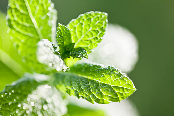 istock Mint leaves with drops of water 183872383