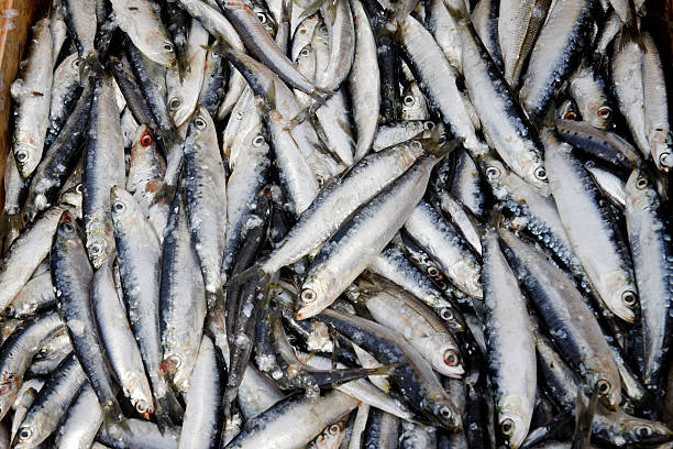 Many sardines