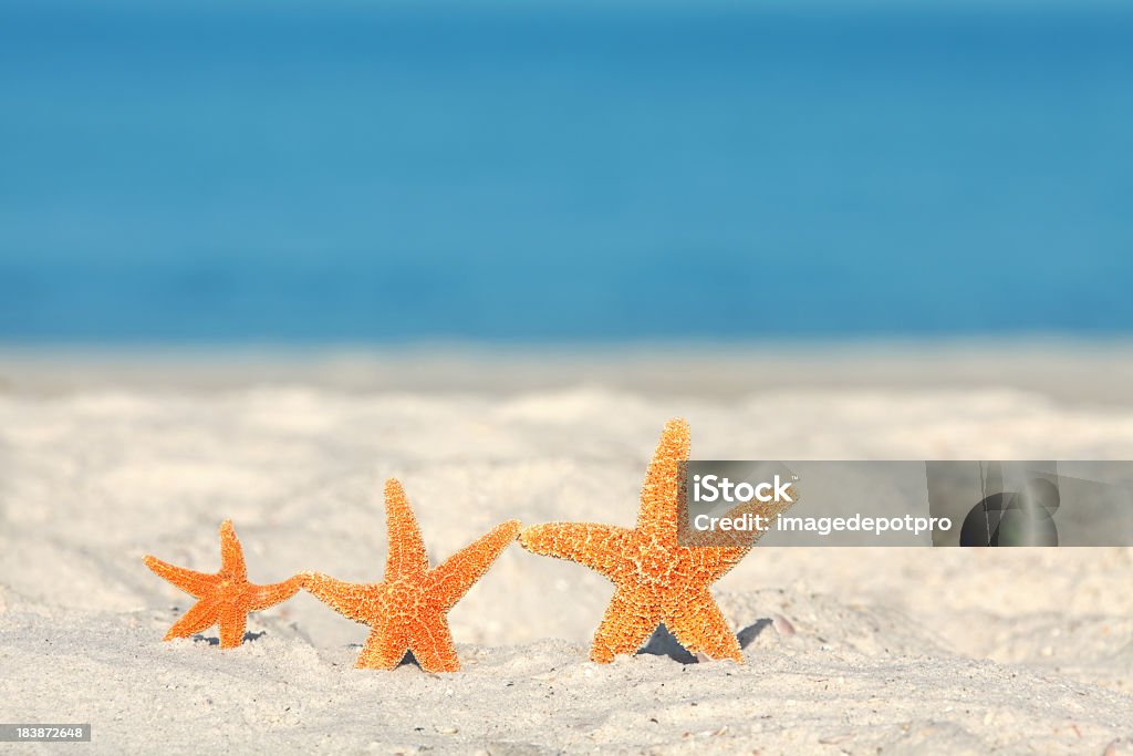 Étoile de mer en famille - Photo de Étoile de mer libre de droits