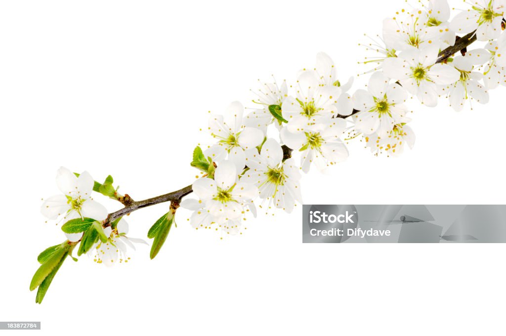 Pode Blossom do Hawthorn Bush isolada no branco " - Foto de stock de Pilritreiro royalty-free
