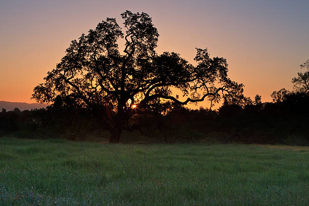 オークの芝生のフィールドの日の出 - oak tree tree grass hdr ストックフォトと画像