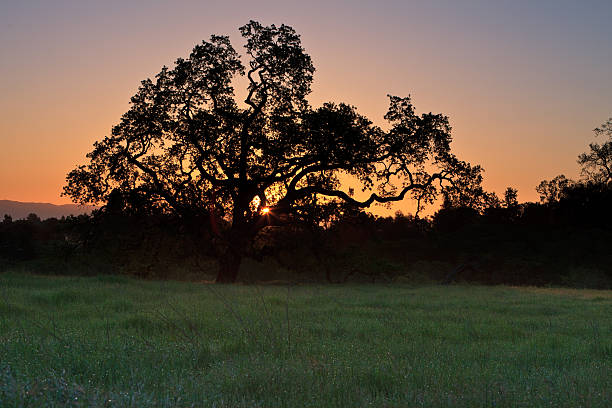 árvore de carvalho, em um campo ao nascer do sol de grama - oak tree tree grass hdr - fotografias e filmes do acervo
