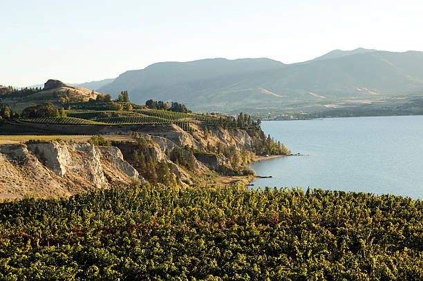 istock vineyard okanagan valley penticton naramata winery 183872872