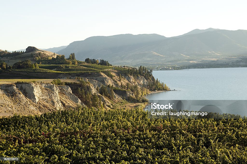 Winnica Doliny okanagan penticton naramata Winiarnia - Zbiór zdjęć royalty-free (Dolina Okanagan - Kolumbia Brytyjska)