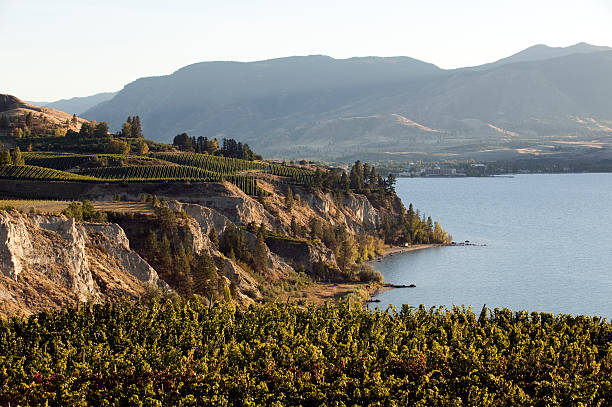 istock vineyard okanagan valley penticton naramata winery 183872875