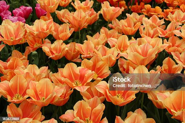 Tulpen Stockfoto und mehr Bilder von Blume - Blume, Blumenbeet, Blütenblatt