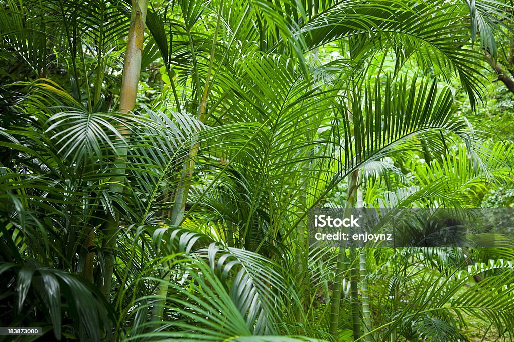 울창한 열대 임산 - 로열티 프리 배경-주제 스톡 사진