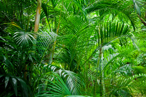 Lush tropical plants in a forest.