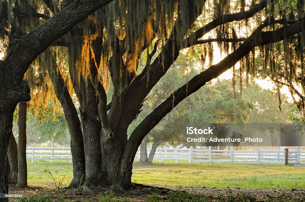 Southern Quercia virgiliana Amaca - Foto stock royalty-free di Quercia