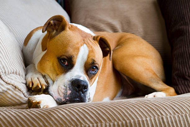 istock Boxer Dog Laying on a Couch with Raised Eyebrow 183873066