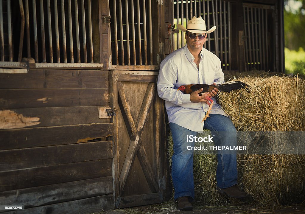 farmer sostiene una lucha de gallo - Foto de stock de Adulto libre de derechos