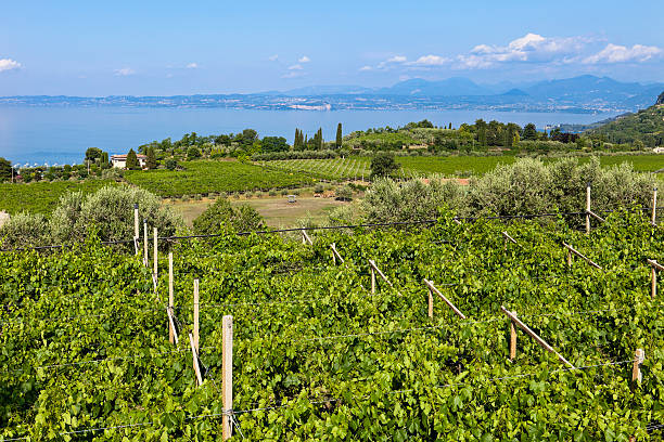 View on Vineyards and Lake Garda, Italy