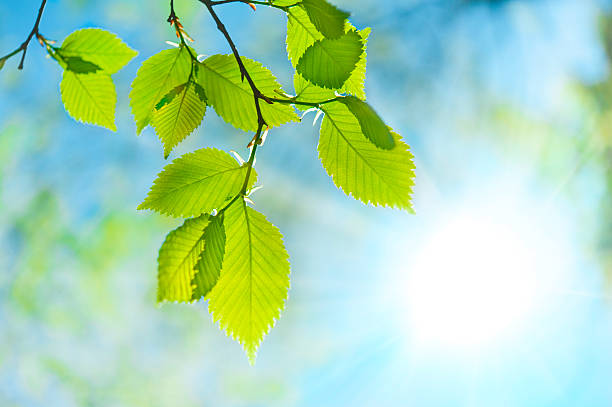 green leaf frente del sol y el cielo - enfoque en primer plano fotos fotografías e imágenes de stock