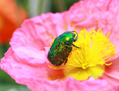 Flower chafer on poppy flower full with pollen helping to pollinate the prairie.