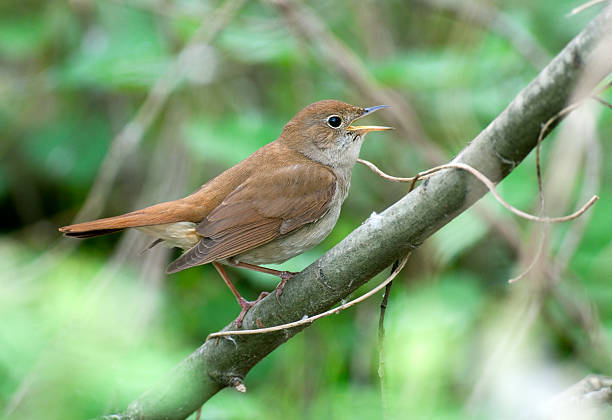 Singing Nightingale (Luscinia megarhynchos) stock photo