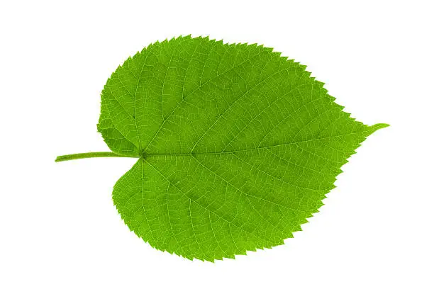 Photo of Leaf linden