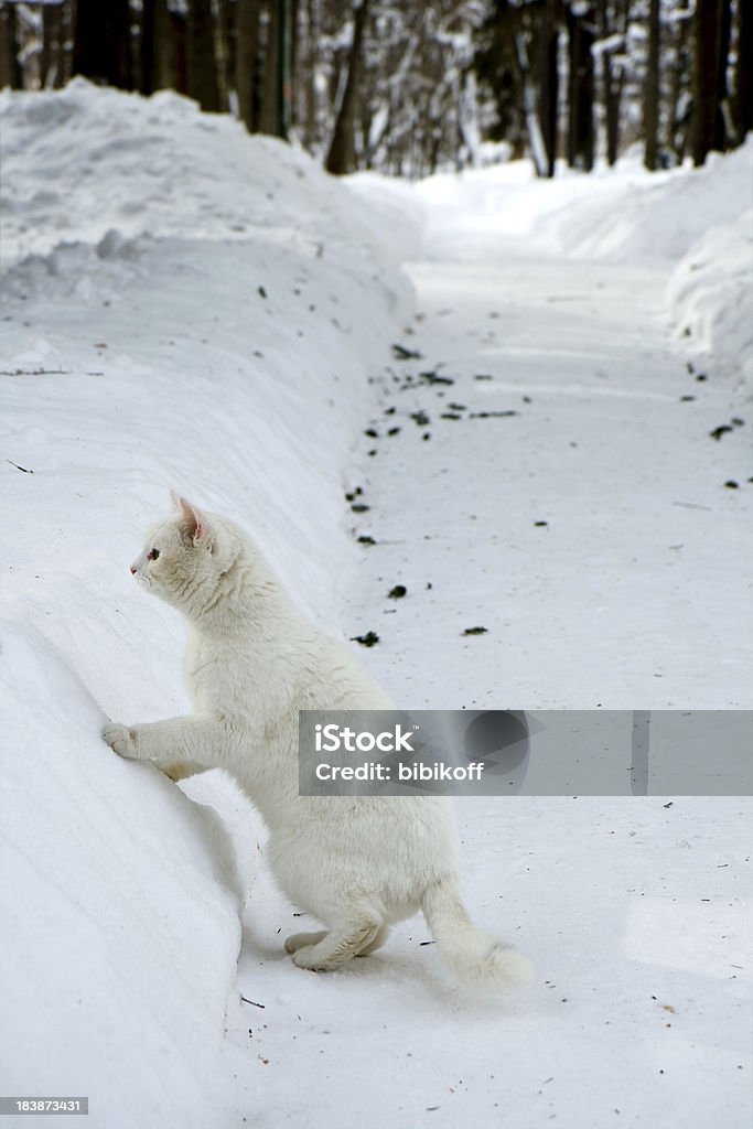 Winter hunt white cat in winter park Animal Stock Photo