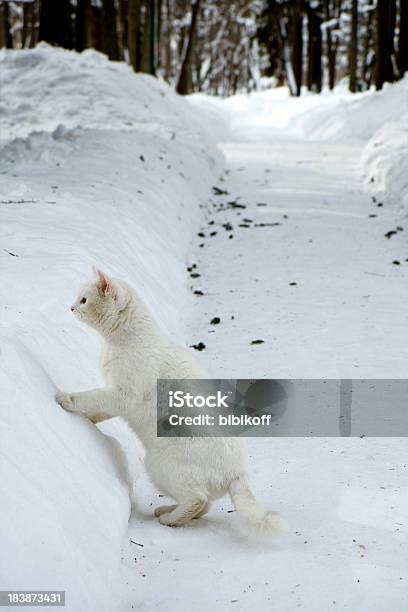 Winter Hunt Stock Photo - Download Image Now - Animal, Animals Hunting, Domestic Cat