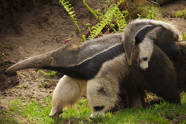 Giant Anteater - Mother with Child on Back "Giant Anteater, Myrmecophaga tridactyla,  Mother with three-month old child on Back. A native of Central and South America." Giant Anteater stock pictures, royalty-free photos & images