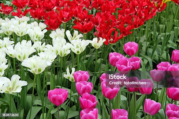 Tulpen Stockfoto und mehr Bilder von Blume - Blume, Blumenbeet, Blütenblatt