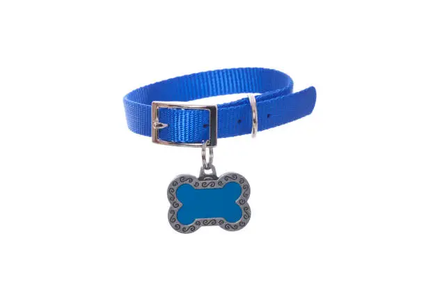 Blue dog collar with heart shaped tag on white.PLEASE CLICK ON THE IMAGE BELOW TO SEE MY DOGGY LIGHTBOX PORTFOLIO: